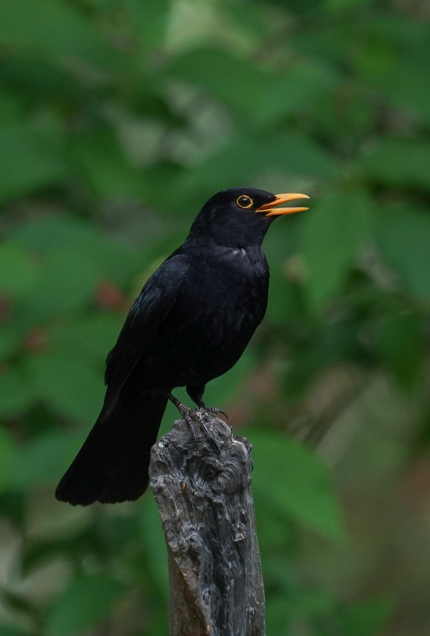 Singende AmselFoto v. Silvia78de, Pixabay Singende Amsel